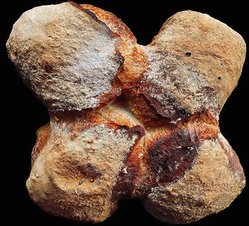 Vier zusammengebackene Brötchensegmente in kleeblattartiger Form mit mehliger, rissiger Kruste und rustikalem Charakter.